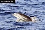 stenella coeruleoalba striped dolphin stenella coeruleoalba striped dolphin