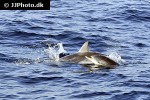 stenella coeruleoalba striped dolphin stenella coeruleoalba striped dolphin