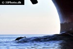 stenella coeruleoalba striped dolphin stenella coeruleoalba striped dolphin