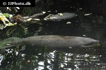 trichechus inunguis amazonian manatee trichechus inunguis amazonian manatee