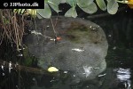 trichechus inunguis amazonian manatee trichechus inunguis amazonian manatee