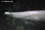 trichechus inunguis amazonian manatee trichechus inunguis amazonian manatee