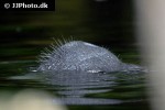 trichechus inunguis amazonian manatee trichechus inunguis amazonian manatee