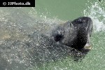 trichecus manatus west indian manatee trichecus manatus west indian manatee