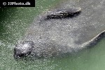 trichecus manatus west indian manatee trichecus manatus west indian manatee