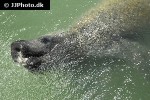 trichecus manatus west indian manatee trichecus manatus west indian manatee