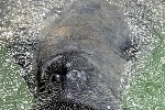 trichecus manatus west indian manatee trichecus manatus west indian manatee