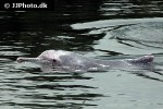 tursiops aduncus indo pacific bottlenose dolphin tursiops aduncus indo pacific bottlenose dolphin