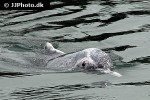 tursiops aduncus indo pacific bottlenose dolphin tursiops aduncus indo pacific bottlenose dolphin