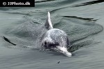 tursiops aduncus indo pacific bottlenose dolphin tursiops aduncus indo pacific bottlenose dolphin