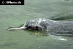 tursiops aduncus indo pacific bottlenose dolphin tursiops aduncus indo pacific bottlenose dolphin