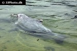 tursiops aduncus indo pacific bottlenose dolphin tursiops aduncus indo pacific bottlenose dolphin