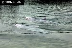 tursiops aduncus indo pacific bottlenose dolphin tursiops aduncus indo pacific bottlenose dolphin