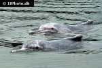 tursiops aduncus indo pacific bottlenose dolphin tursiops aduncus indo pacific bottlenose dolphin