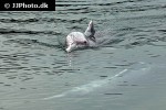 tursiops aduncus indo pacific bottlenose dolphin tursiops aduncus indo pacific bottlenose dolphin