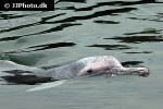 tursiops aduncus indo pacific bottlenose dolphin tursiops aduncus indo pacific bottlenose dolphin