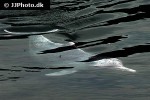 tursiops aduncus indo pacific bottlenose dolphin tursiops aduncus indo pacific bottlenose dolphin