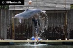 tursiops aduncus indo pacific bottlenose dolphin tursiops aduncus indo pacific bottlenose dolphin