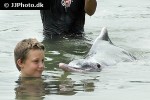 tursiops aduncus indo pacific bottlenose dolphin tursiops aduncus indo pacific bottlenose dolphin
