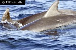 tursiops truncatus common bottlenose dolphin tursiops truncatus common bottlenose dolphin