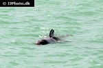 tursiops truncatus common bottlenose dolphin tursiops truncatus common bottlenose dolphin