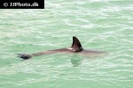 tursiops truncatus common bottlenose dolphin tursiops truncatus common bottlenose dolphin
