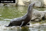 zalophus californianus california sea lion zalophus californianus california sea lion