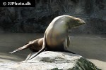 zalophus californianus california sea lion zalophus californianus california sea lion