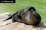 zalophus californianus california sea lion zalophus californianus california sea lion