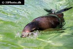 zalophus californianus california sea lion zalophus californianus california sea lion