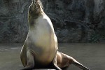 zalophus californianus california sea lion zalophus californianus california sea lion