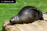 zalophus californianus california sea lion zalophus californianus california sea lion