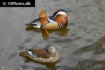 aix galericulata mandarin duck aix galericulata mandarin duck