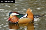 aix galericulata mandarin duck aix galericulata mandarin duck