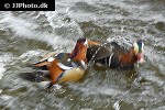 aix galericulata mandarin duck aix galericulata mandarin duck