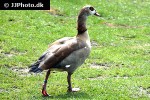 alopochen aegyptiacus egyptian goose alopochen aegyptiacus egyptian goose