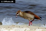 alopochen aegyptiacus egyptian goose alopochen aegyptiacus egyptian goose