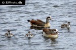 alopochen aegyptiacus egyptian goose alopochen aegyptiacus egyptian goose