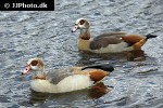 alopochen aegyptiacus egyptian goose alopochen aegyptiacus egyptian goose