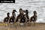 alopochen aegyptiacus egyptian goose alopochen aegyptiacus egyptian goose