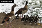 alopochen aegyptiacus egyptian goose alopochen aegyptiacus egyptian goose