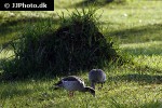 alopochen aegyptiacus egyptian goose alopochen aegyptiacus egyptian goose