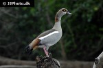 alopochen aegyptiacus egyptian goose alopochen aegyptiacus egyptian goose