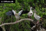 alopochen aegyptiacus egyptian goose alopochen aegyptiacus egyptian goose