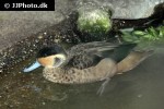 anas hottentota blue billed teal anas hottentota blue billed teal