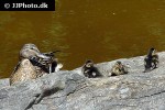 anas platyrhynchos mallard anas platyrhynchos mallard