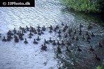 anas platyrhynchos mallard anas platyrhynchos mallard