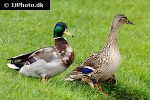 anas platyrhynchos mallard anas platyrhynchos mallard
