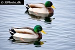 anas platyrhynchos mallard anas platyrhynchos mallard