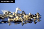 anas platyrhynchos domesticus domestic mallard anas platyrhynchos domesticus domestic mallard